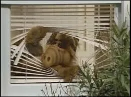 De quelle plante est originaire cet amateur de petits chats ? ('Alf' - 1986)