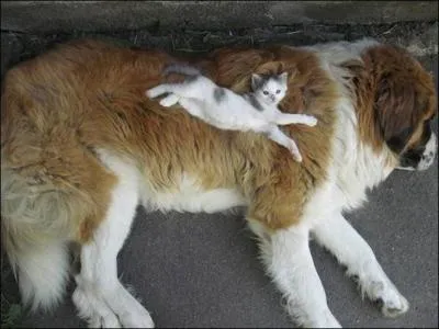 Le chaton est allong sur un saint bernard !