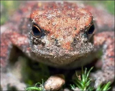 Qui est cet animal qui se reproduit dans les mares ?