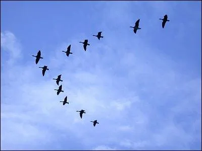 L'hirondelle est un oiseau migrateur qui revient chaque printemps pour nicher et se reproduire, le plus souvent  l'endroit qu'elle avait quitt en automne. O passe-t-elle son hivernage ?