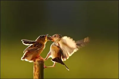 En ville ou  la campagne, vous les voyez tous les jours !