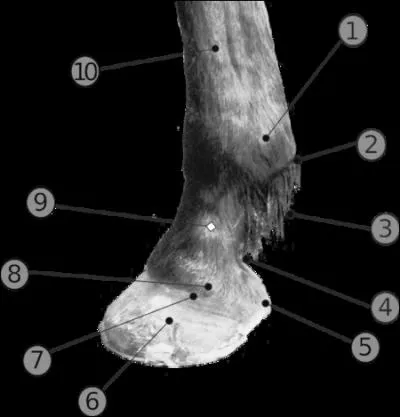 Dans l'anatomie du pied du cheval, que reprsente le numro 1 ?