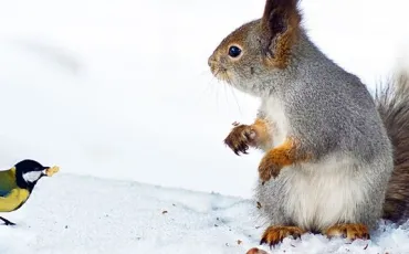 Quiz Animaux