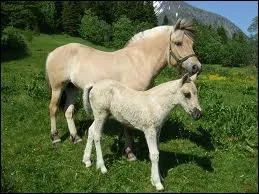 Ce cheval est un Haflinger :