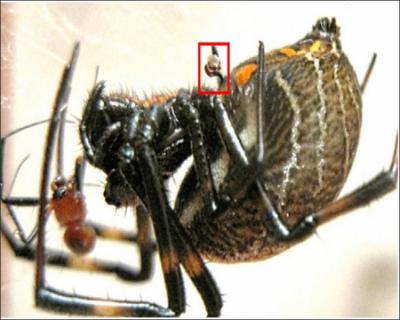 Chez certaines espces, le mle araigne offre une proie emmaillote  la femelle pour la sduire !