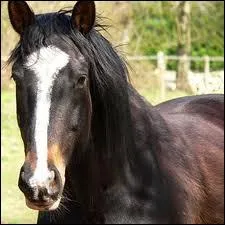 Quelle est cette marque sur la tte du cheval ?