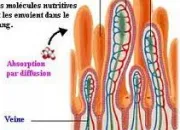 Quiz Anatomie du corps humain (10)