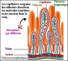 On ne trouve pas de villosits intestinales dans