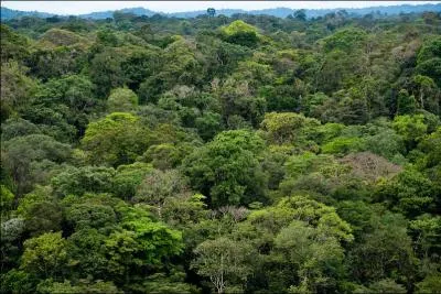 La Guyane est le plus vaste dpartement franais. Elle couvre prs de 90 000 km en Amrique du Sud. Quel pourcentage de la surface du territoire la fort quatoriale occupe-t-elle ?