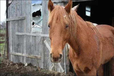 De quelle couleur est ce cheval ?