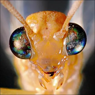 Chasseur patient, il attend au fond de son entonnoir qu'un insecte glisse !