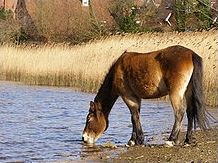 Quiz Chevaux