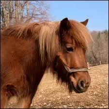 A partir de quelle taille (au garrot) considre-t-on qu'il s'agit d'un poney ?