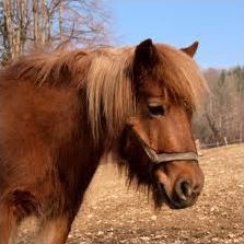 Quiz Chevaux