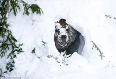 A quoi peut donc s'occuper cet ours ?