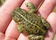 Quiz Amphibiens de France