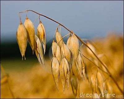 Grains blancs ou noirs distribus entiers, aplatis, concasss ou germs. Cette crale est :