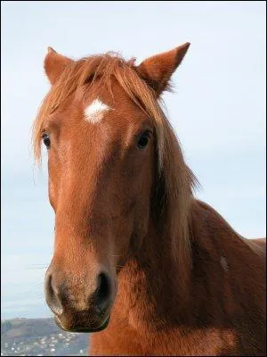 Si le cheval  ses oreilles en arrire, il est confiant...