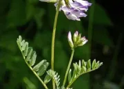 Quiz Les noms de fleurs dans la littrature