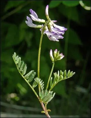 Ce clbre titre d'Albertine Sarrazin peut voquer une fleur des Alpes ; laquelle ?