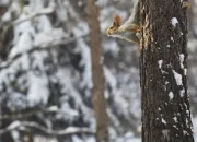 Quiz Quelques animaux ... 10