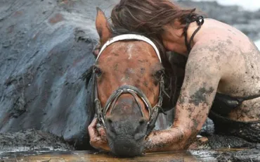 Quiz Chevaux