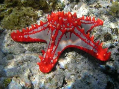 Cette toile de mer se trouve dans l'Indo Pacifique tropical. Elle peut atteindre de 10  15 cm de diamtre. C'est une trs puissante prdatrice car elle mange tous les invertbrs. C'est ...