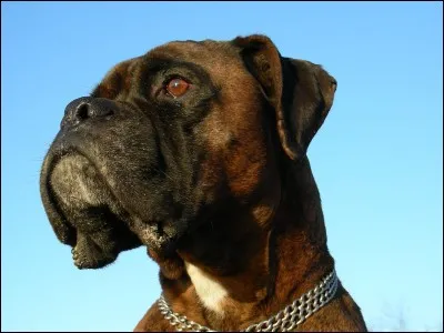 Le boxer est un chien issu d'un croisement entre le bullenbeisser et ...