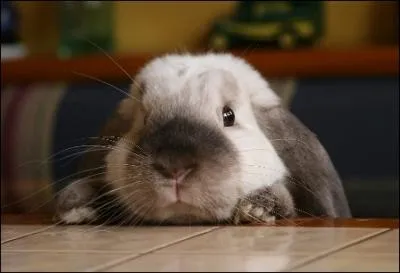 Comment s'appelle le lapin qui a de grandes oreilles ?