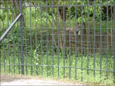 Photographi au zoo de Guyane, c'est donc ...