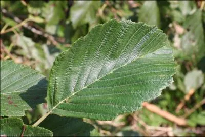  quel arbre appartient cette feuille ?