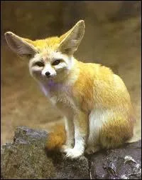 O vit le fennec ?