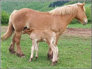 Quelle est la femelle du cheval ?