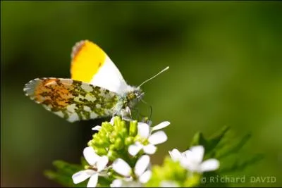 Quel est ce papillon ?