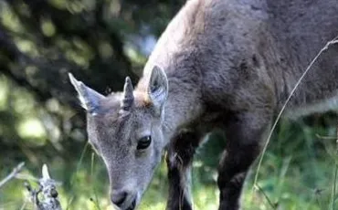 Quiz Animaux