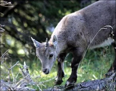 Triple champion olympique, comme ce jeune chamois, il dvalait les pistes !