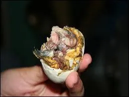 Qu'est-ce que le balut ?