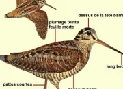 Quiz Nos oiseaux