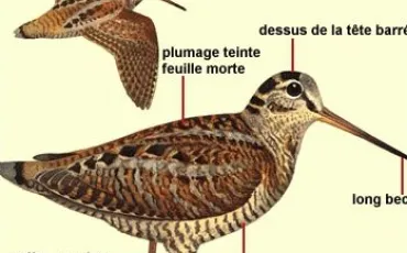 Quiz Oiseaux