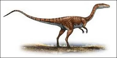 Où a été découvert le coelophysis ?