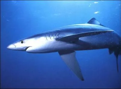 Quelle est l'espèce de ce requin ?