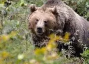 Quiz Autour de l'ours