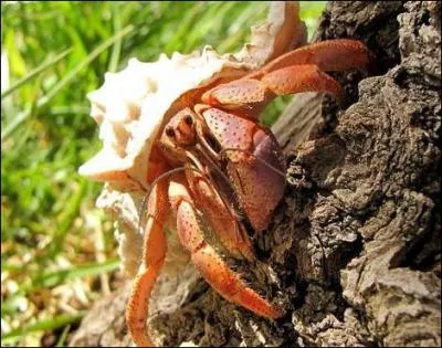 Il a la particularit de promener sa maison sur son dos !