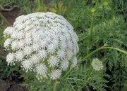 Quiz FLEURS de lgumes