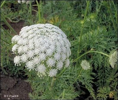 Voici une fleur en ombelle, qui existe aussi en version  sauvage . C'est une fleur de ?