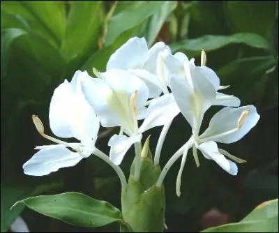 Cette trs belle fleur, qui peut tre galement orange, est celle ?