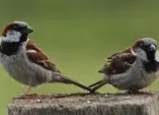 Quiz Les femelles d'animaux (2me partie)