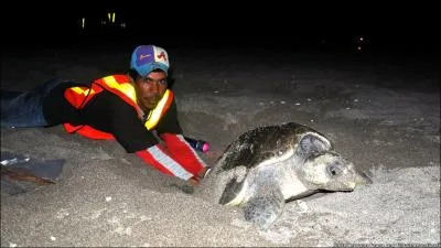 Sur une plage du Nicaragua, un homme se livre  une mystrieuse occupation, utile !