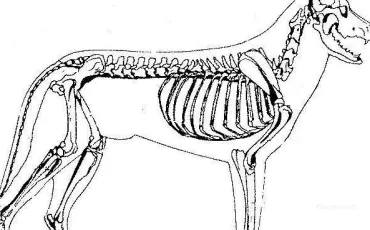 Quiz Anatomie