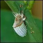 Insecte parasite d'Amrique du sud qui se nourrit de Cactus, et dont l'acide produit une teinture rouge , quel est son nom ?